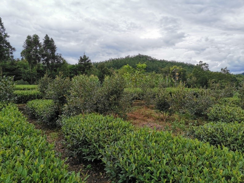 油茶种植基地.jpg